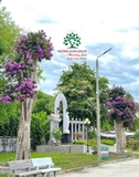 Cây Bằng Lăng