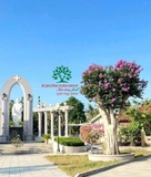 Cây Bằng Lăng