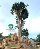 Cây Bằng Lăng
