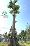 Cây hoa Gạo