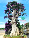 Cây Bằng Lăng