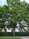 Cây Giáng Hương