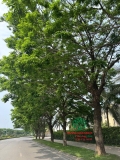 Cây Giáng Hương