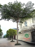 Cây Bàng Đài Loan