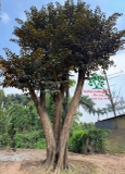 Cây Vú Sữa