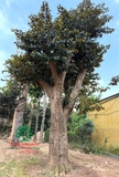Cây Vú Sữa