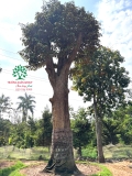 Cây Vú Sữa
