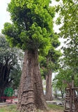 Cây Nhội