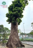 Cây Nhội