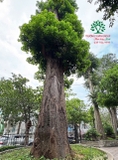 Cây Nhội