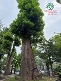 Cây Nhội