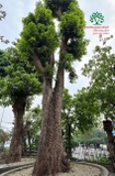 Cây Nhội