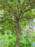 Cây Dâu Da Đất
