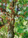 Cây Dâu Da Đất