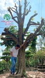 Cây Chay