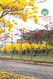 Cây Phong Linh