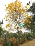 Cây Phong Linh