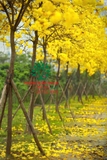 Cây Phong Linh