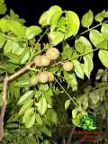 Cây Cóc