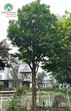 Cây Bưởi