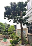 Cây Trứng Gà