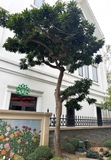 Cây Trứng Gà
