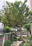 Cây Ổi