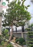 Cây Ổi