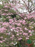 Cây Kèn Hồng