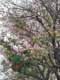 Cây Kèn Hồng