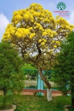 Cây Chuông Vàng