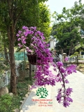 Cây Hoa Lan