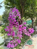 Cây Hoa Lan