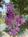 Cây Hoa Lan