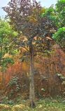 Cây Vú Sữa