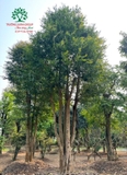 Cây Bồ Quân