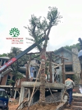 Cây Bồ Quân