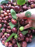 Cây Bồ Quân