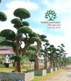 Cây Duối
