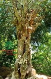 Cây Duối