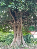 Cây Duối