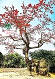 Cây hoa Gạo