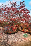 Cây hoa Gạo