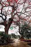 Cây hoa Gạo