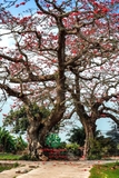 Cây hoa Gạo