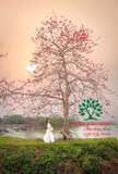 Cây hoa Gạo