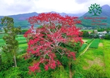 Cây hoa Gạo