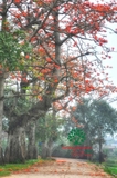 Cây hoa Gạo