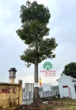 Cây hoa Gạo