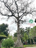 Cây hoa Gạo